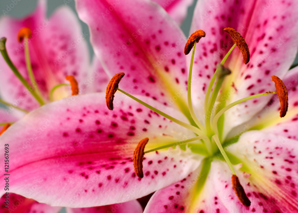 Lily Lily