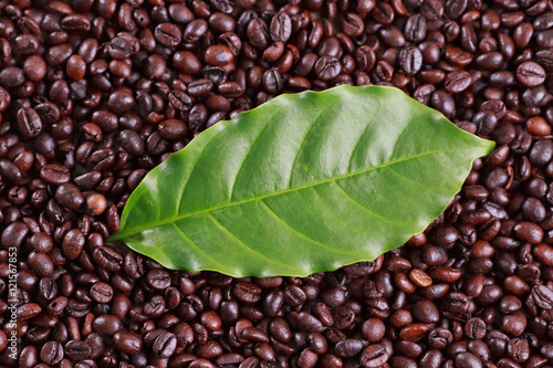 coffee beans and red ripe coffee