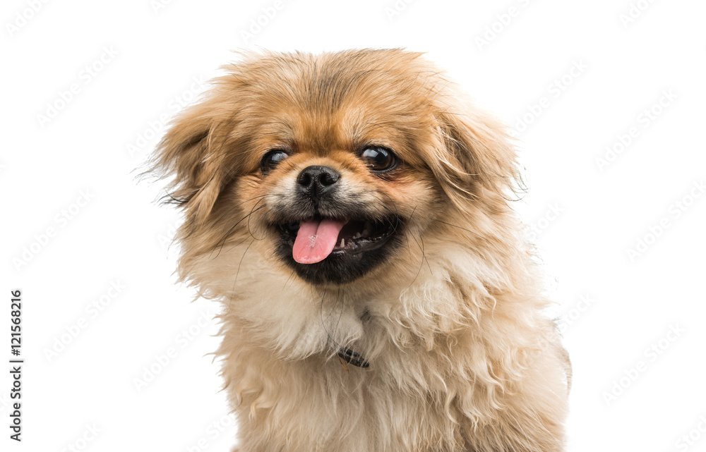 Pekingese Pekingese