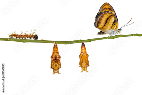 Isolated life cycle of colour segeant butterfly hanging on twig photo