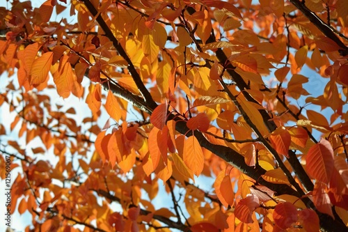 Autumn leaves. Natural seasonal colored background © montypeter
