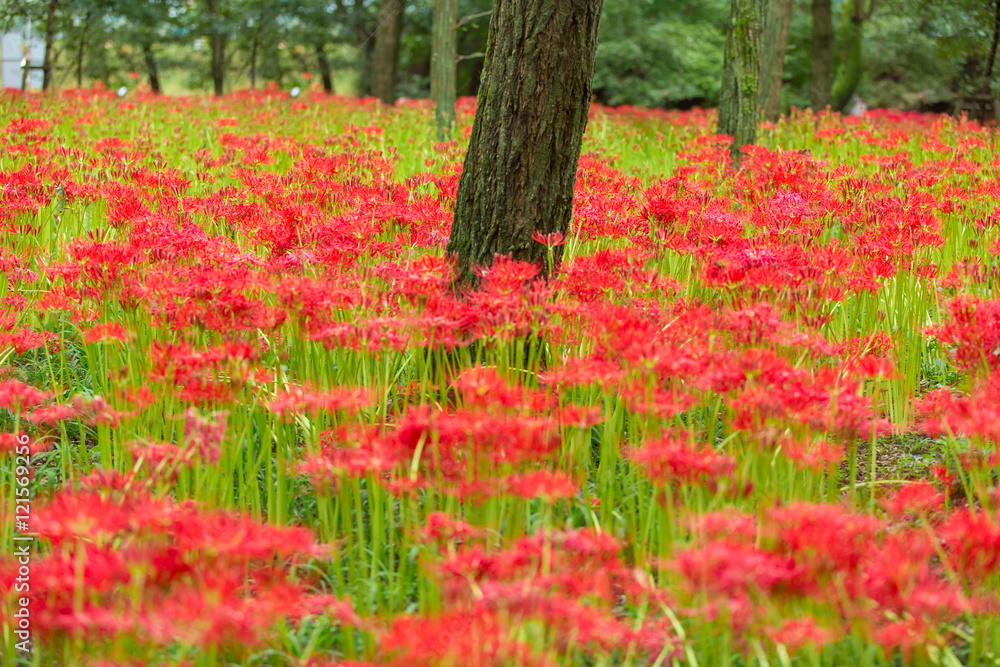 曼珠沙華