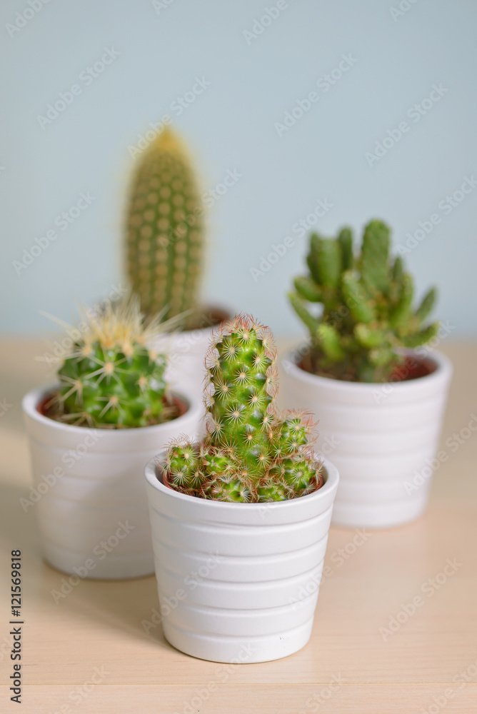 Different cactus in pots Different cactus in pots