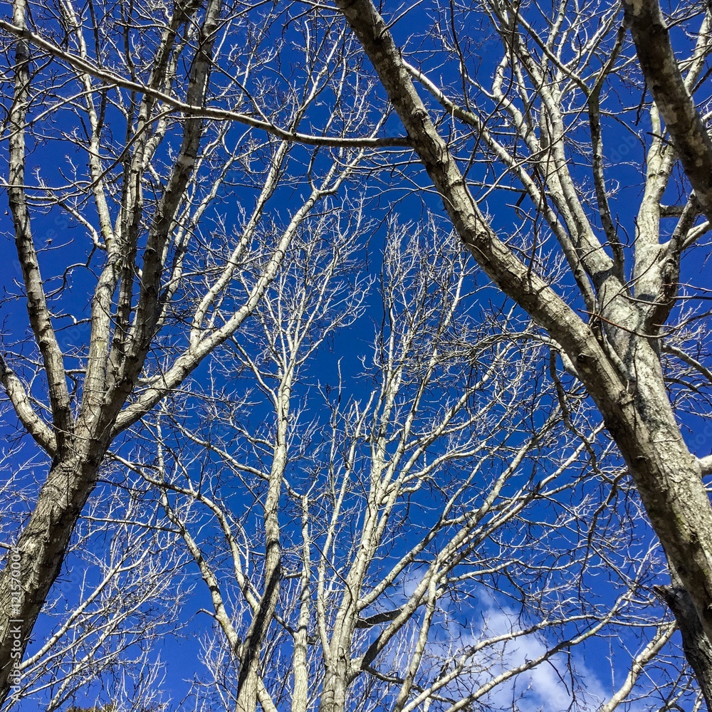 Trees - Image copyright Ann Bagnall 2016 All rights reserved Trees - Image copyright Ann Bagnall 2016 All rights reserved