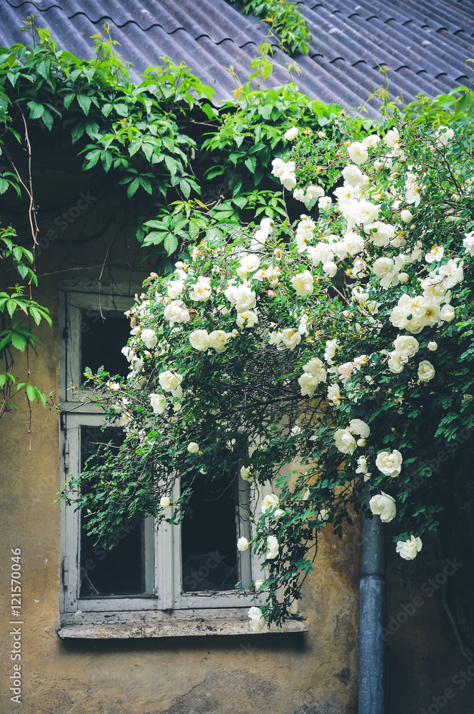 Fototapeta premium old house and blooming wild roses