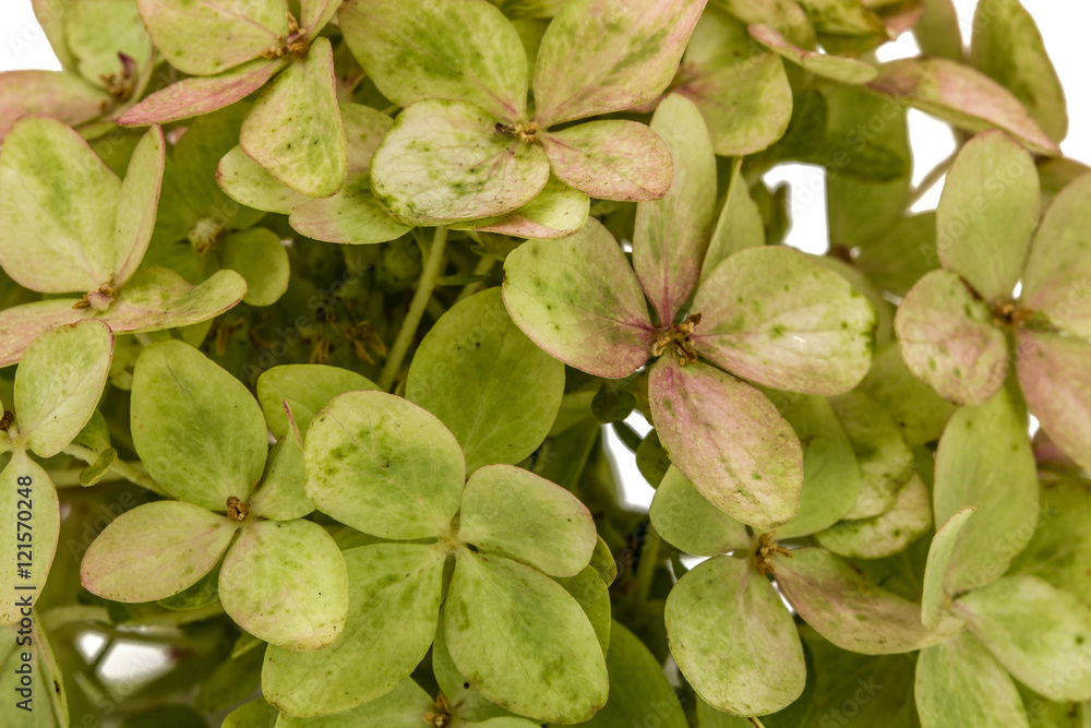 Fototapeta premium Background from flowers of hydrangea close-up