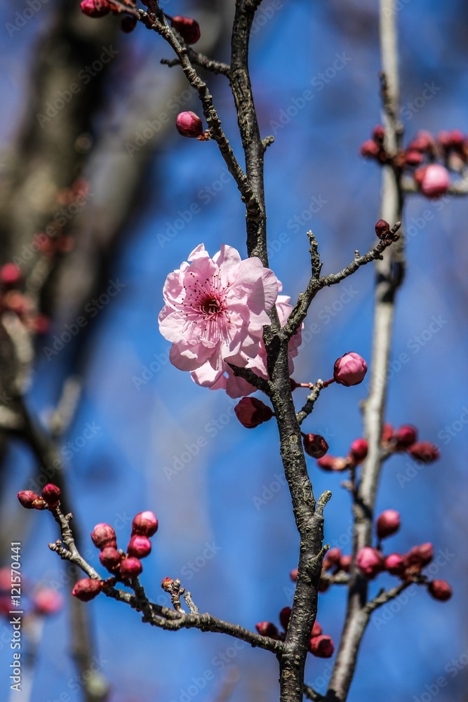 Cherry Blossom - Image copyright Ann Bagnall 2016 all rights reserved Cherry Blossom - Image copyright Ann Bagnall 2016 all rights reserved