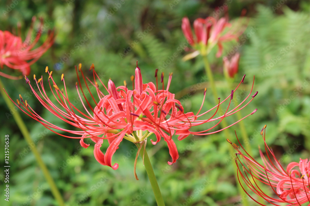 赤いヒガンバナの花 赤いヒガンバナの花