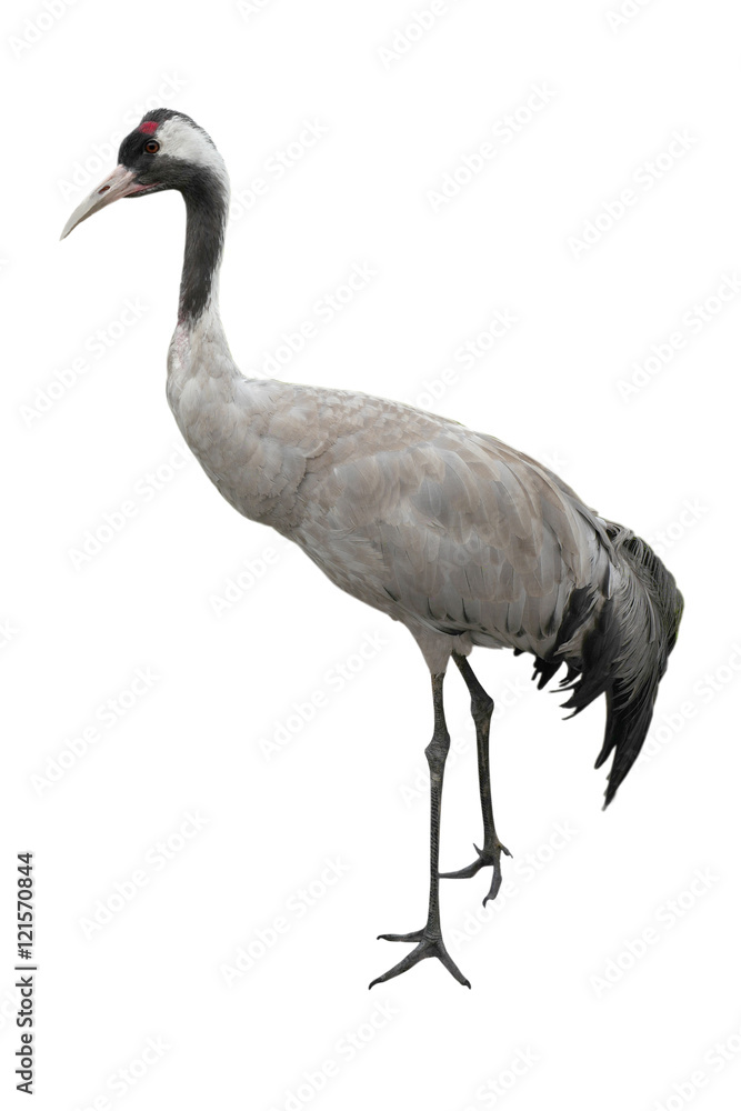 Fototapeta premium crane