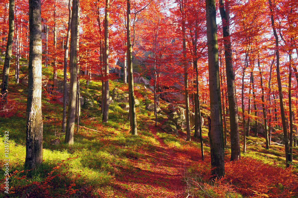 Golden colors of autumn Golden colors of autumn