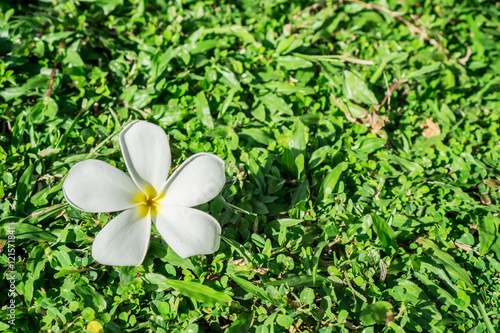 White Plumeria flower on green grass