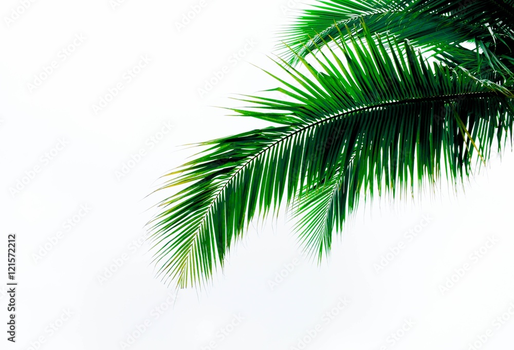 Naklejka premium palm coconut leaves on white background