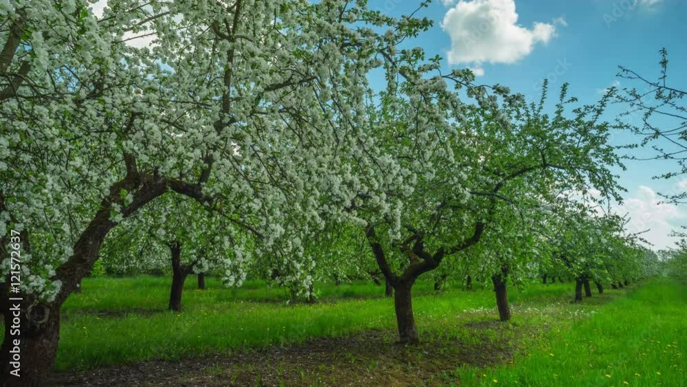 Blossoming apple orchard, panoramic time-lapse Blossoming apple orchard, panoramic time-lapse
