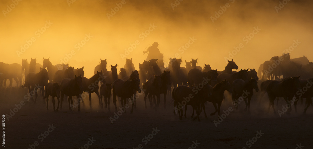 Western cowboys riding horses, roping wild horses.