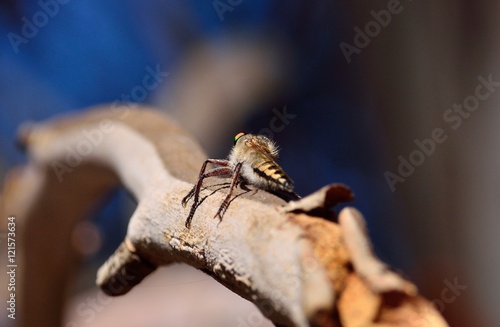 Robber fly perched on tree branch and waiting a prey