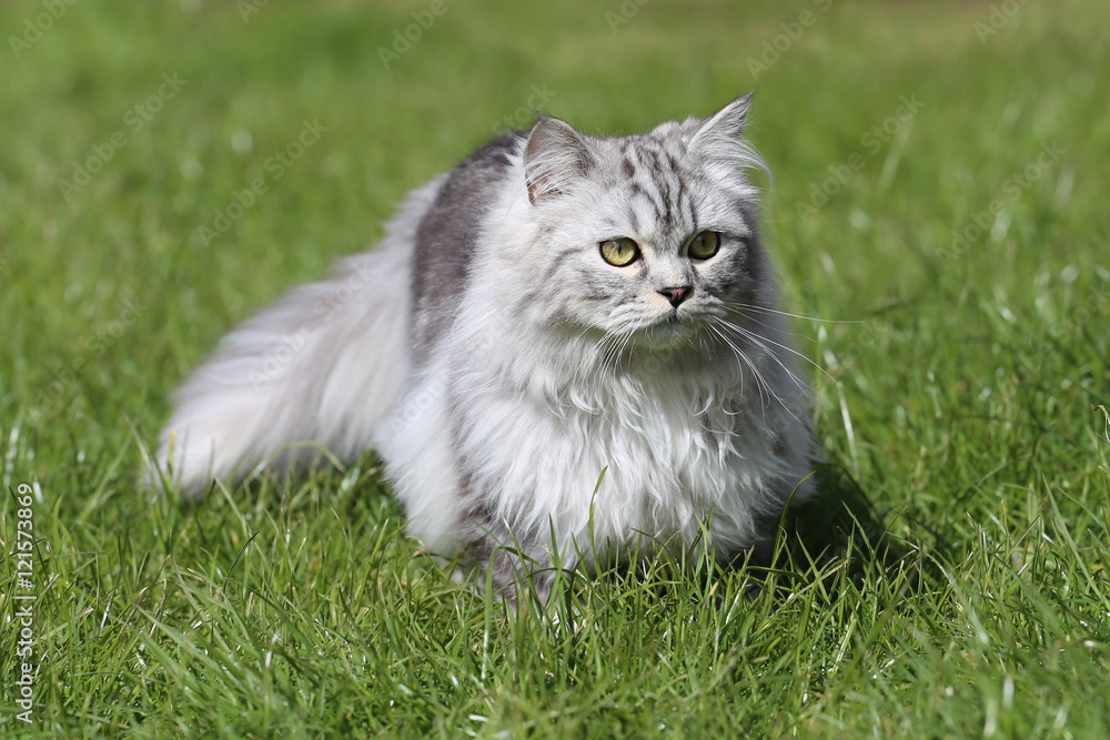 Grey Persian Ragdoll kitten playing in the garden