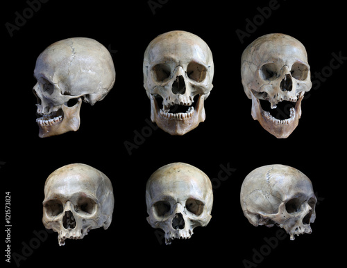 Skull of the person photo