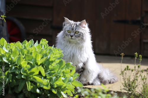 Grey Persian Ragdoll kitten playing in the garden