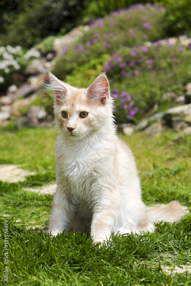 Obraz premium Little kitty sitting in the garden