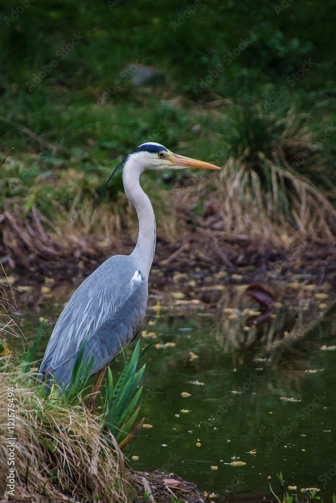 Fototapeta premium heron at lake