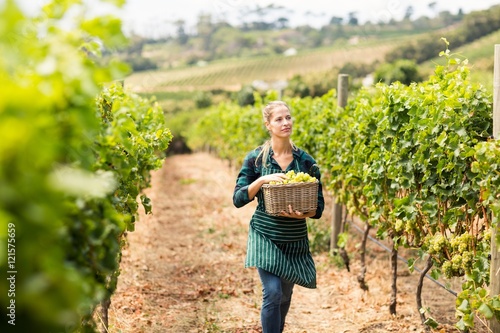 Canvas Print Young woman harvester working