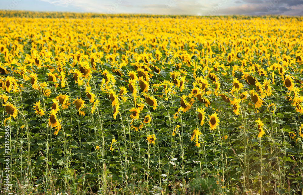 Obraz premium field of blooming sunflowers on a background sunset