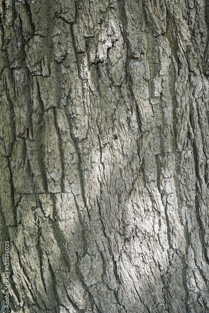 Tree Bark Texture. Gray Rough Wood Surface. Tree Bark Texture. Gray Rough Wood Surface.