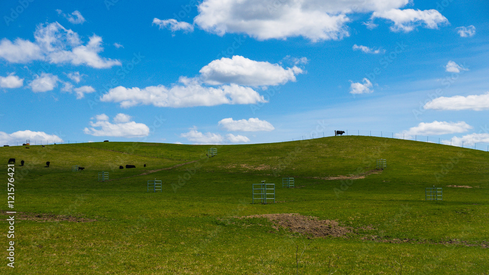 Spring Fields