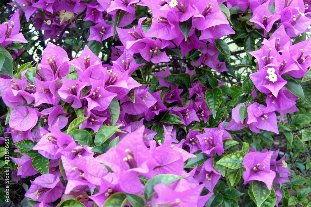 small purple flowers small purple flowers