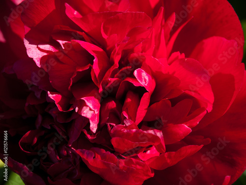 Wallpaper Mural Peony Torontodigital.ca