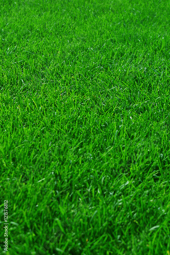 Grass Background