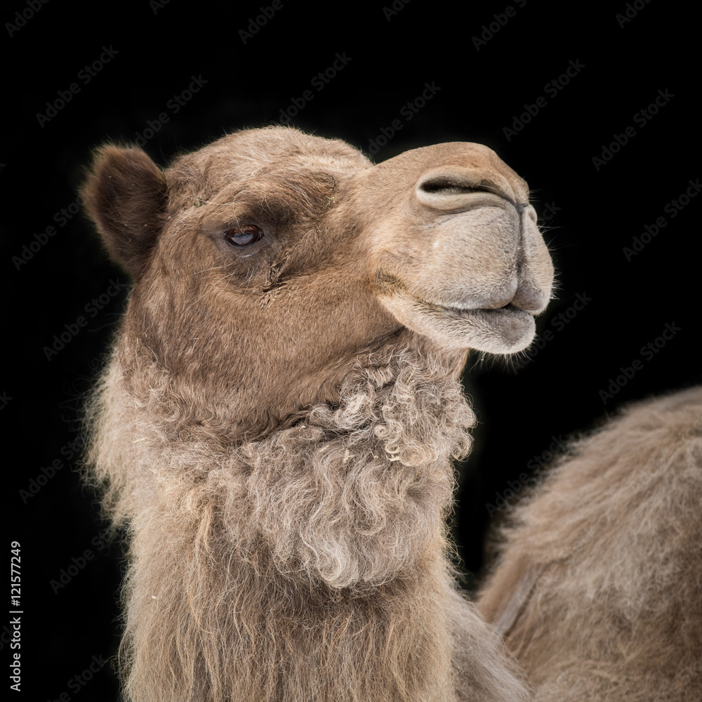 Dromedary Camel II