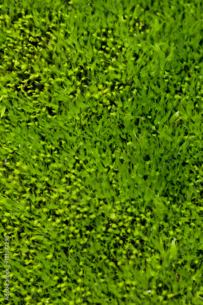 Moss Moss