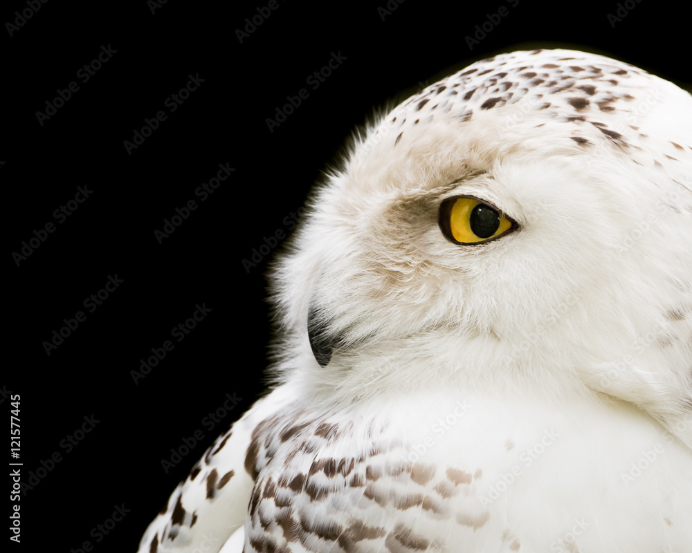 Obraz premium Snowy Owl II