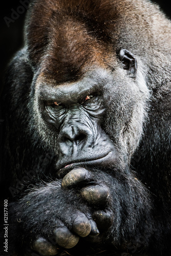 Photographie Western Lowland Gorilla II