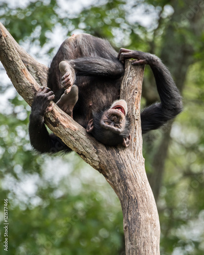 Cheeky Chimp II © Abeselom Zerit