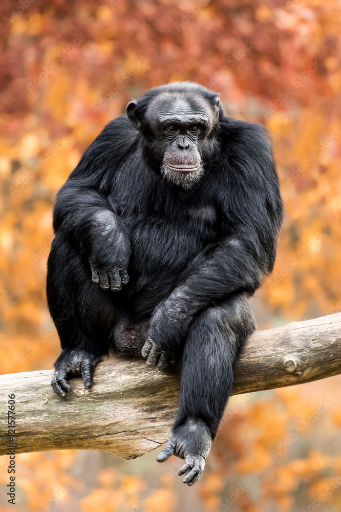 Chimpanzee XXII