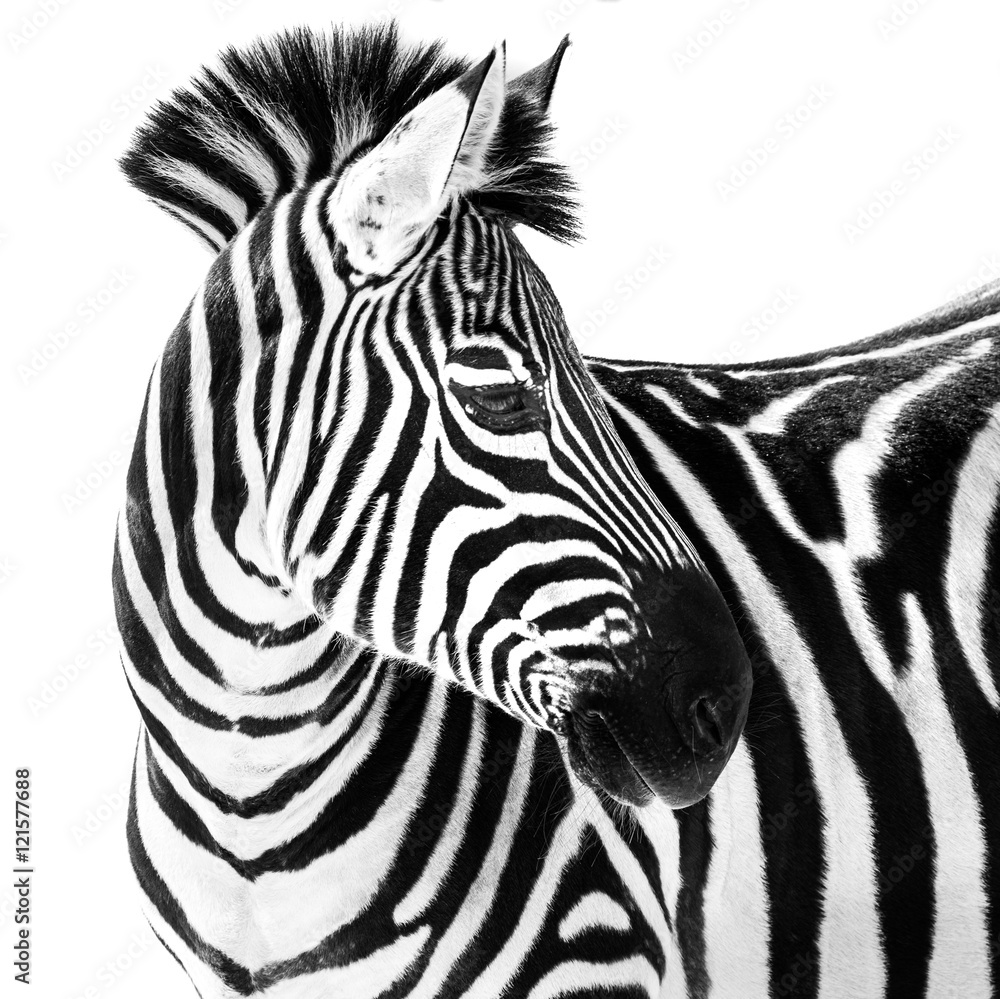 Zebra in Snow II - obrazy, fototapety, plakaty 