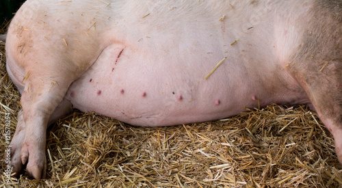 Bilde på lerret Pregnant sow belly
