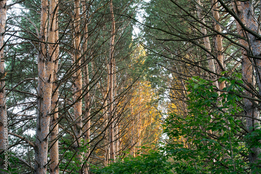Obraz premium inside of the forest with pines