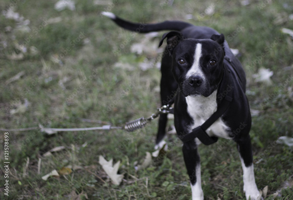 Pitbull looking Ahead in Harness