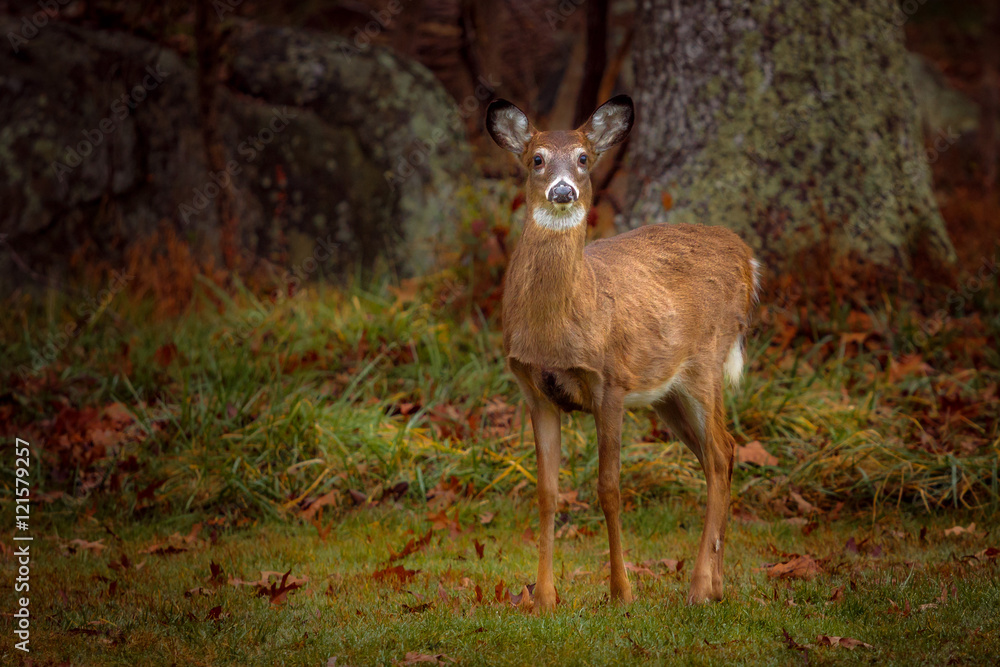 Obraz premium Young White Tail Deer