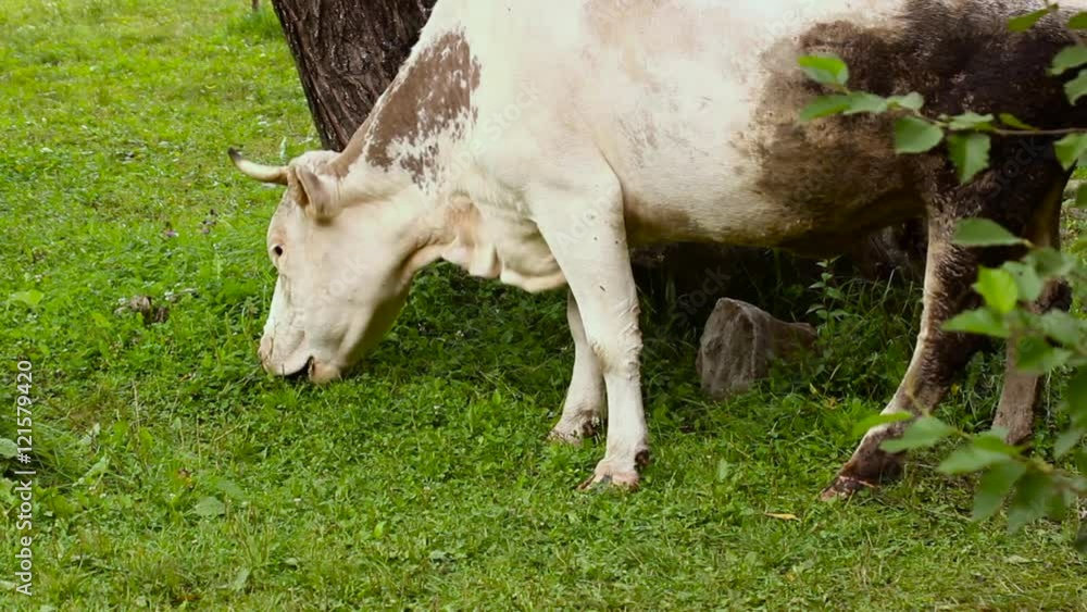 a white cow chews grass in a meadow a white cow chews grass in a meadow