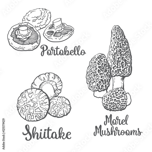 Set of portobello, morel and shiitake edible mushrooms sketch style vector illustration isolated on white background. Collection of edible mushrooms - shiitake, morel and portobello