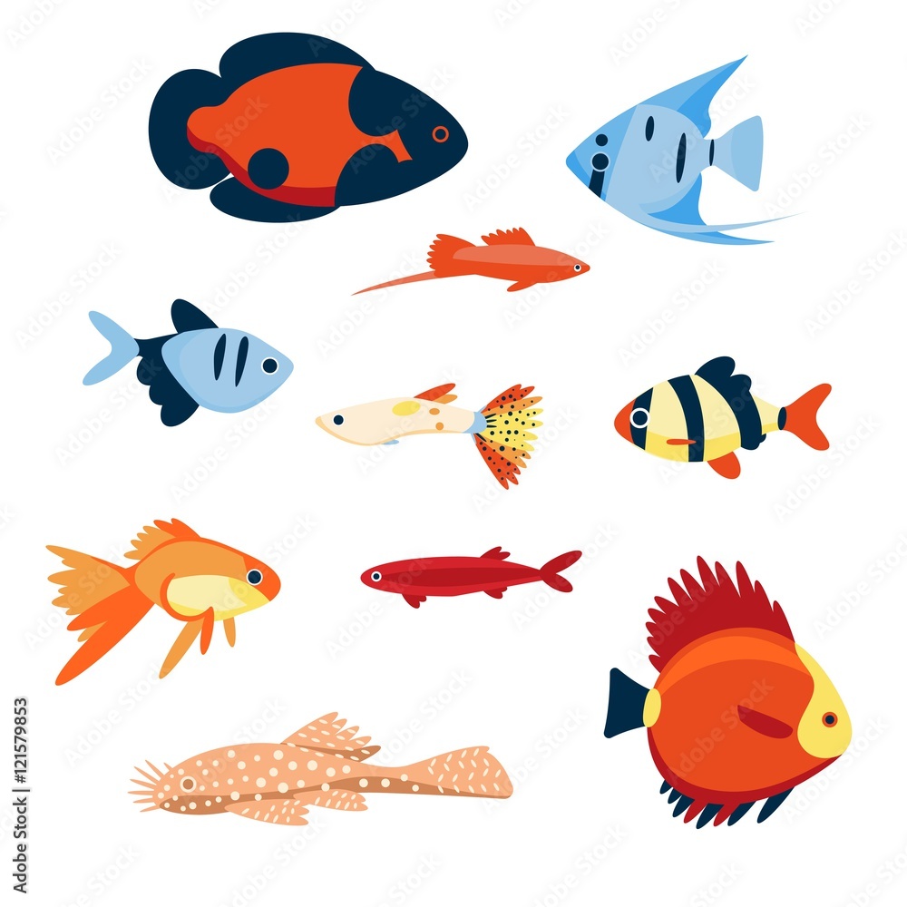 Fototapeta premium Colorful aquarium fish. Blue fish on white background.