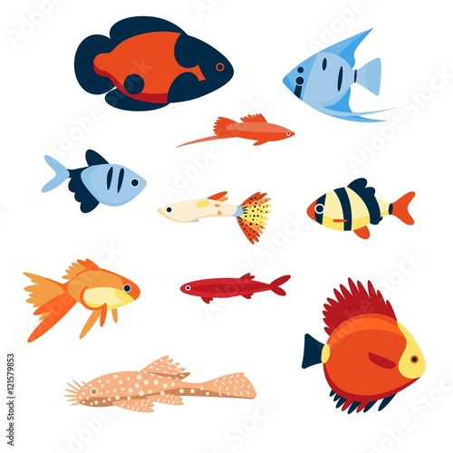 Colorful aquarium fish. Blue fish on white background.