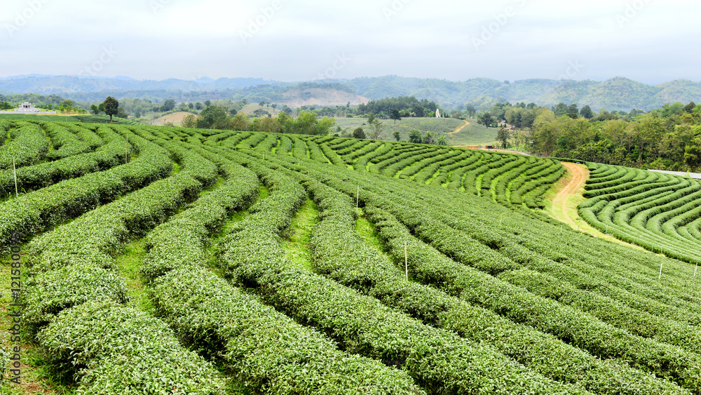 Cultivation of tea plantations natural northern Thailand.
