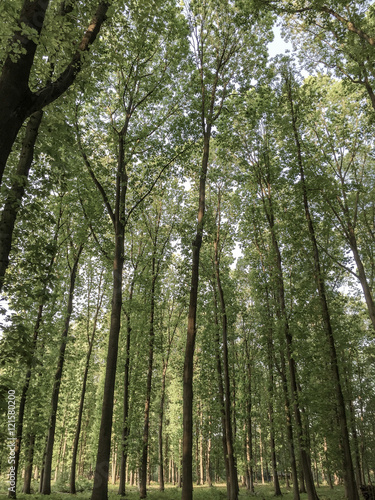 Forest with tall trees in Belgium