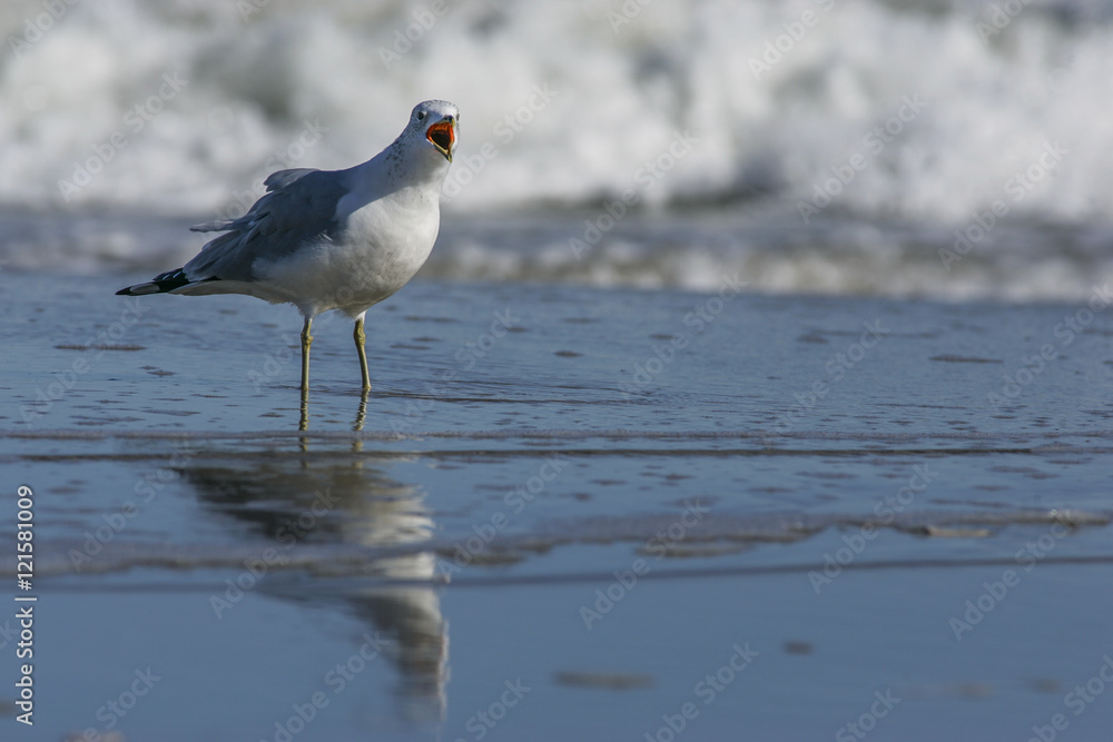 Bird calling in surf (Ring-billed Gull), Outer Banks Bird calling in surf (Ring-billed Gull), Outer Banks