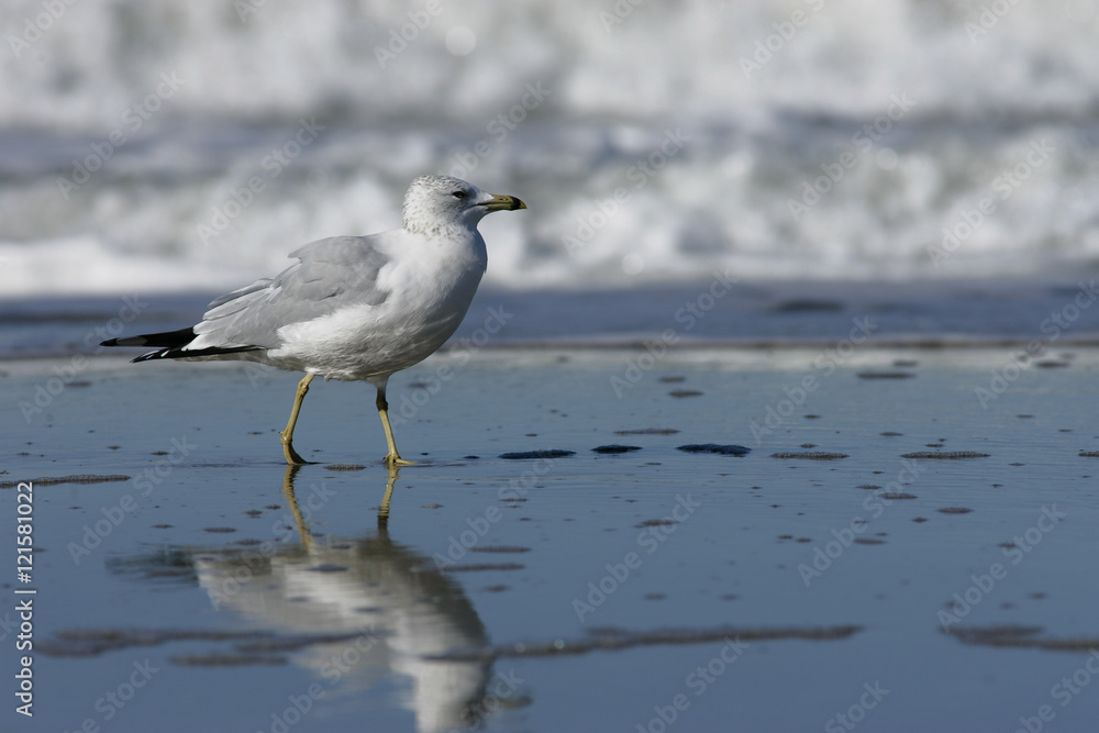 Bird striding in surf (Ring-billed Gull), Outer Banks Bird striding in surf (Ring-billed Gull), Outer Banks